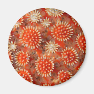 Makroseestern Magnet