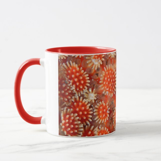 Makroseestern Tasse (Links)