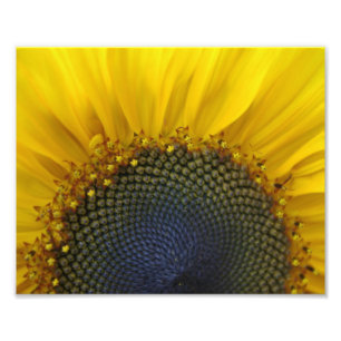 Makrosonnenblume Fotodruck