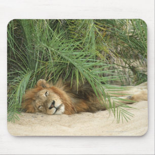 Mala Mala Reserve, Mpumalanga-Provinz, Süd Mousepad