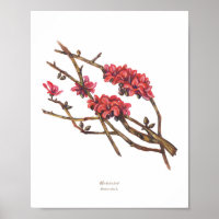 Malabulak (Bombax ceiba) Philippinische Waldblüten