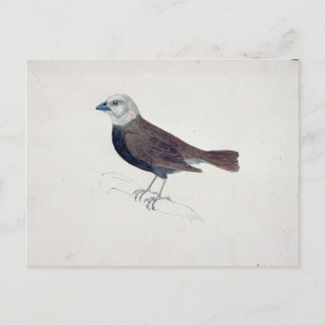 Malacca Crossbeak Postkarte (Vorderseite)