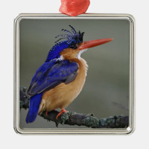 Malachit-Eisvogel, Alcedo cristata, See Silbernes Ornament