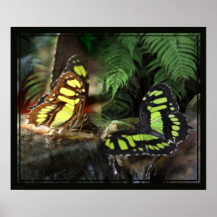 Malachite Butterflies 1 Print -24x20 - oder kleine Poster