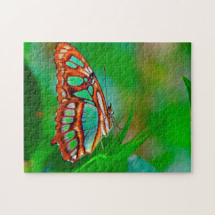 Malachite Butterfly.