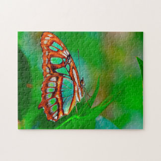 Malachite Butterfly.