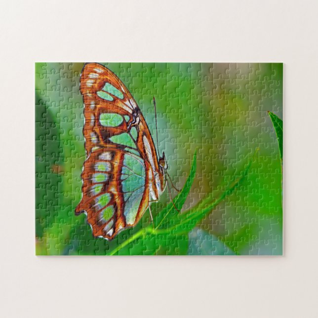 Malachite Butterfly. (Horizontal)