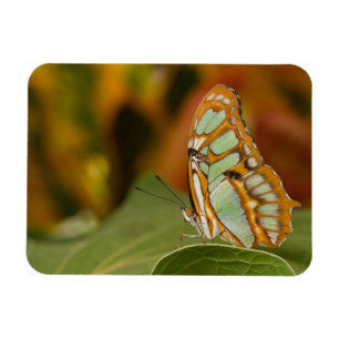 Malachite Butterfly Magnet