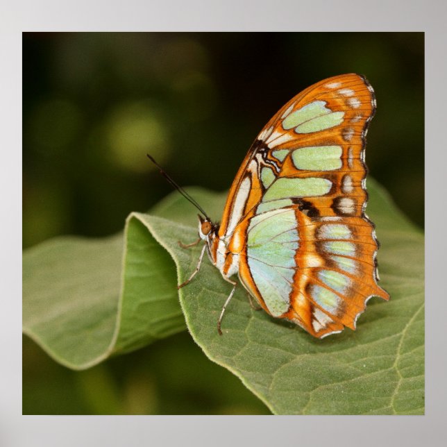 Malachite butterfly perched on a leaf poster (Vorne)
