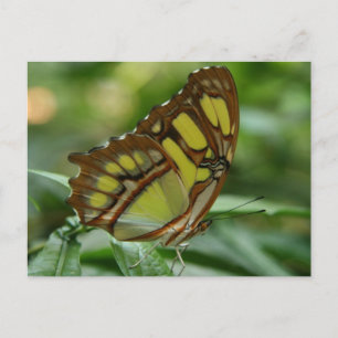 Malachite Butterfly Postcard Postkarte