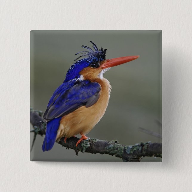 Malachite Eisvogel, Alcedo cristata, See Button (Vorderseite)
