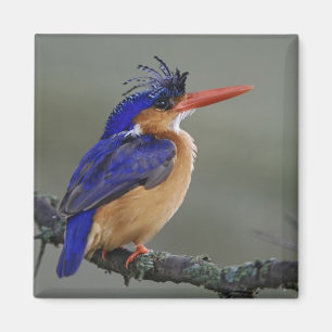 Malachite Eisvogel, Alcedo cristata, See Magnet