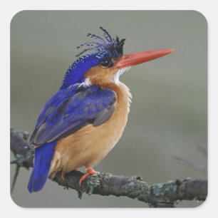 Malachite Eisvogel, Alcedo cristata, See Quadratischer Aufkleber