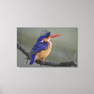 Malachite Kingfisher, Alcedo cristata, Lake Leinwanddruck