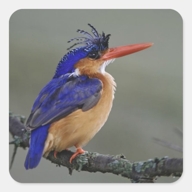 Malachite Kingfisher, Alcedo cristata, Lake Quadratischer Aufkleber (Vorderseite)