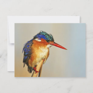 Malachite Kingfisher Postkarte