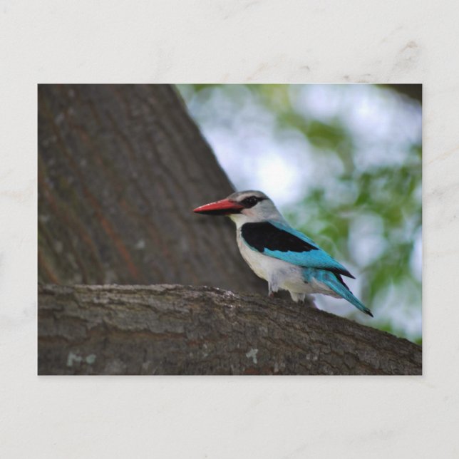 Malachite Kingfisher Südafrika Postkarte (Vorderseite)