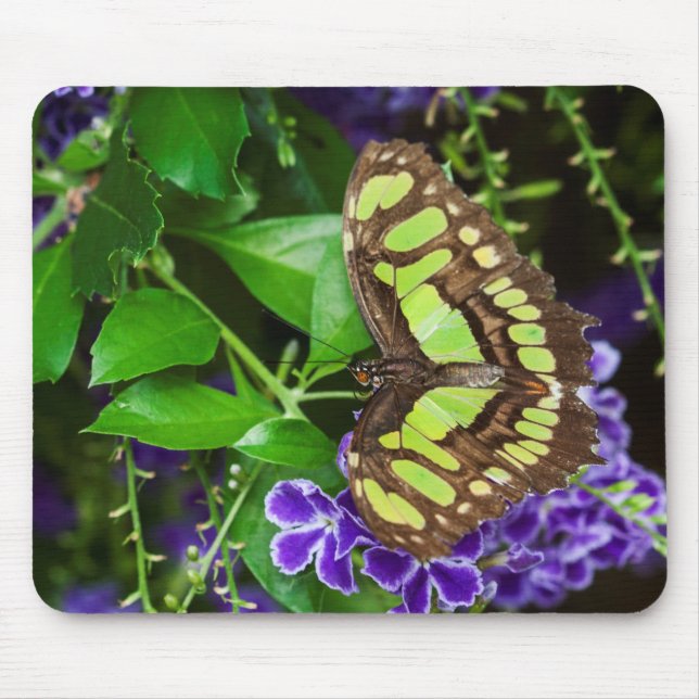 Malachitenschmetterling auf lila Blume Mousepad (Vorne)
