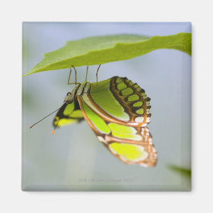 Malachitenschmetterling Magnet