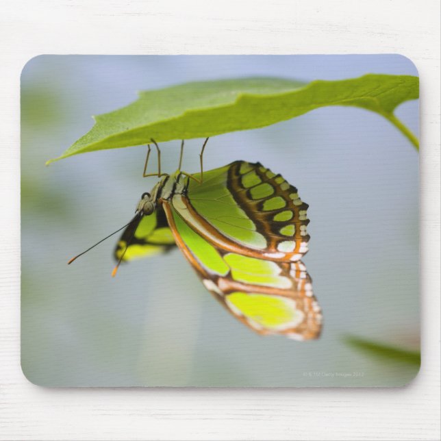 Malachitenschmetterling Mousepad (Vorne)