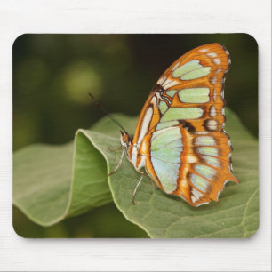 Malachitschmetterling auf einem Blatt Mousepad