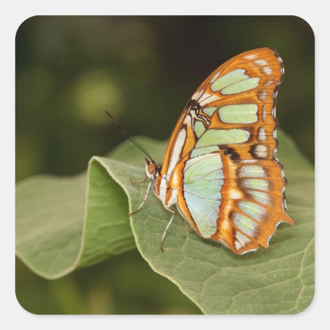 Malachitschmetterling auf einem Blatt Quadratischer Aufkleber (Vorderseite)