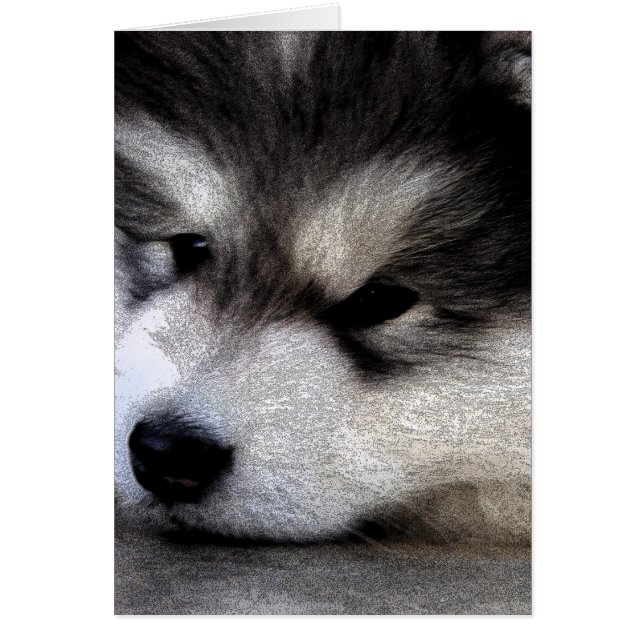 Malamute d'Alaska (Devant)