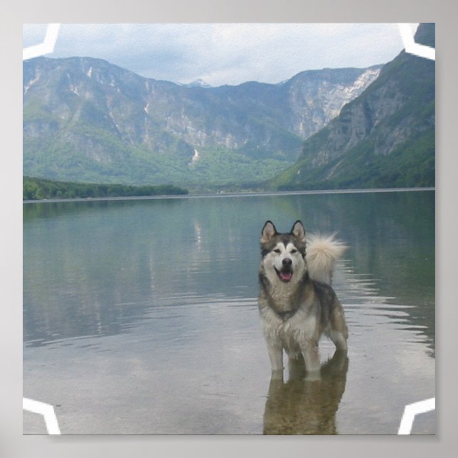 Malamute Dog Poster Print (Vorne)