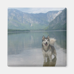 Malamute Dog Square Magnet