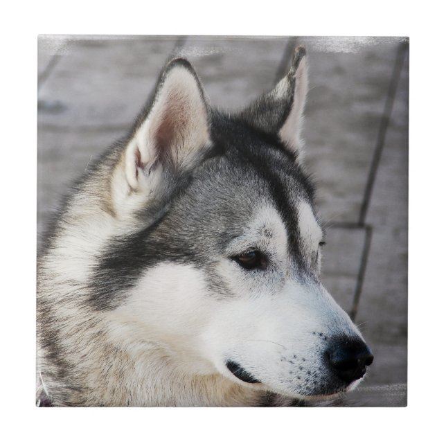 Malamute-Foto-Fliese Fliese (Vorderseite)