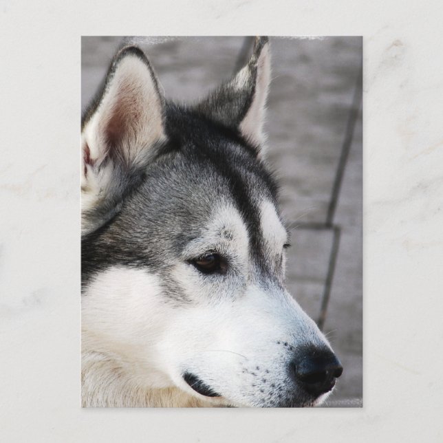 Malamute Foto Postkarte (Vorderseite)