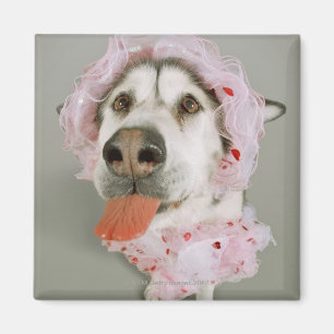 Malamute-Hund, der ein Ballettröckchen trägt und Magnet