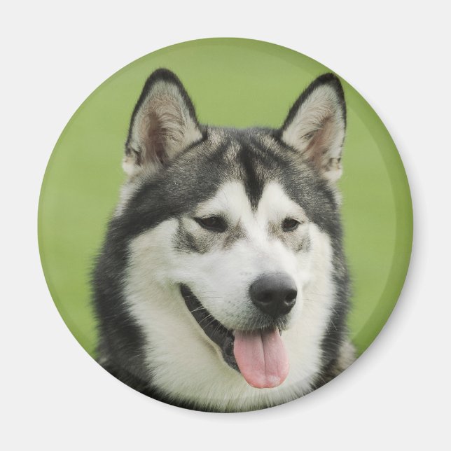 Malamute Magnet (Vorne)