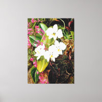 Malayan Moth Orchid und ein amerikanischer Climber
