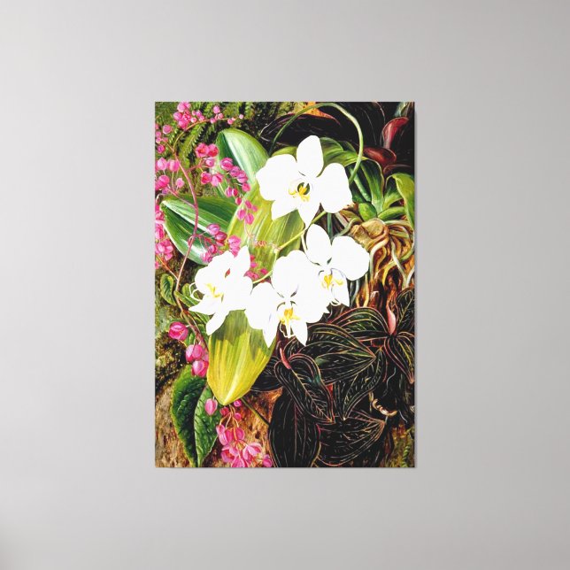 Malayan Moth Orchid und ein amerikanischer Climber Leinwanddruck (Vorderseite)