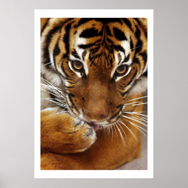 Malayan Tiger #1 Poster (Vorne)