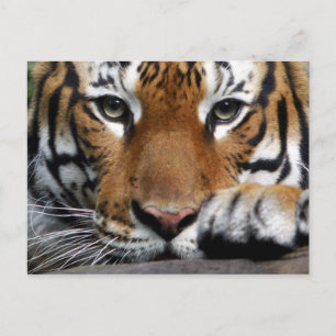Malayan Tiger #3 Postkarte