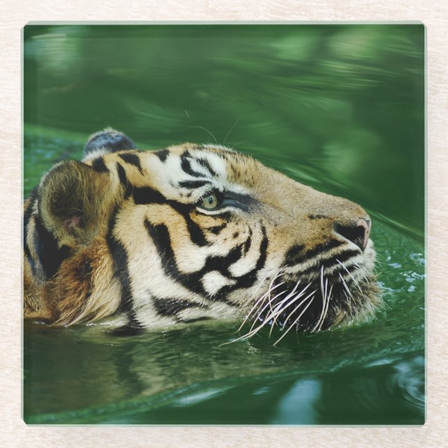 Malayan Tiger Face Schwimmen Glasuntersetzer (Vorderseite)