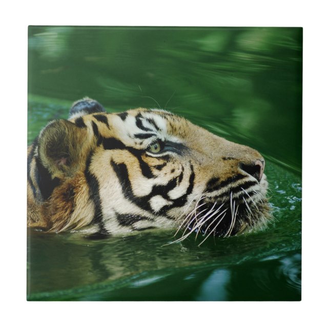 Malayan Tiger Swimming Headshot Fliese (Vorderseite)
