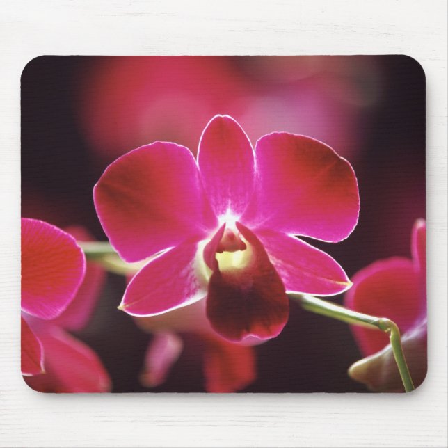 Malaysia, Orchid Mousepad (Vorne)