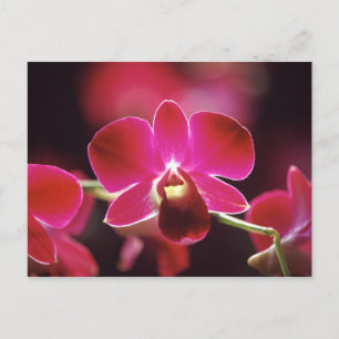 Malaysia, Orchid Postkarte