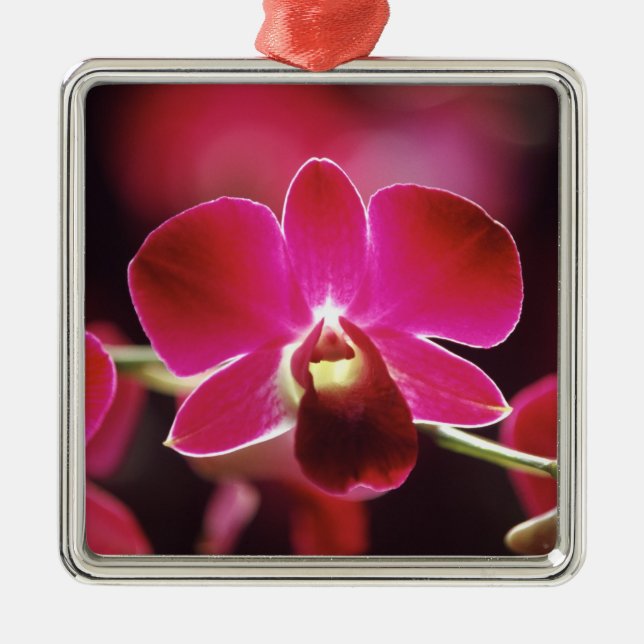 Malaysia, Orchid Silbernes Ornament (Vorne)