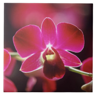 Malaysia, Orchidee Fliese