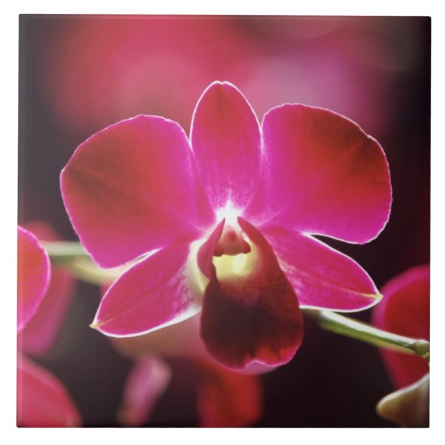 Malaysia, Orchidee Fliese (Vorderseite)