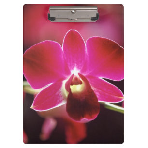 Malaysia, Orchidee Klemmbrett