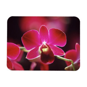 Malaysia, Orchidee Magnet