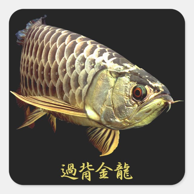 Malaysian Golden Arowana Quadratischer Aufkleber (Vorderseite)