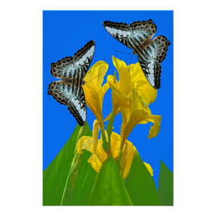 Malaysischer Kappenschmetterling auf Canna King Poster