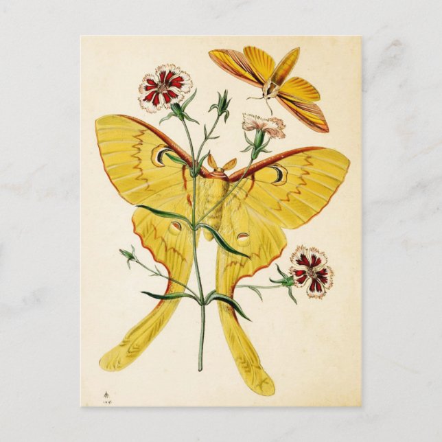 Malaysischer Moon Moth & China Pink Postkarte (Vorderseite)