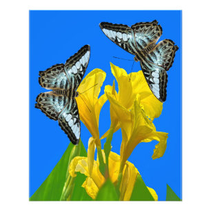 Malaysischer Schmetterling-Foto Erweiterung Fotodruck